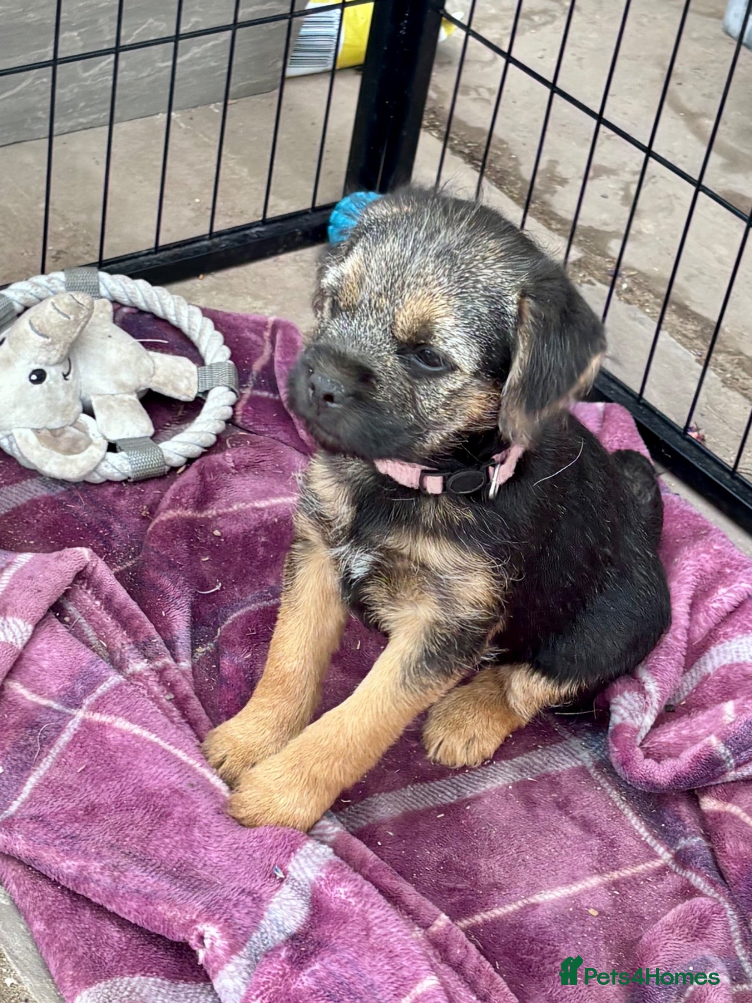 Border Terrier dogs Pedigree K C Reg Border Terrier Puppies for sale - Advert 2