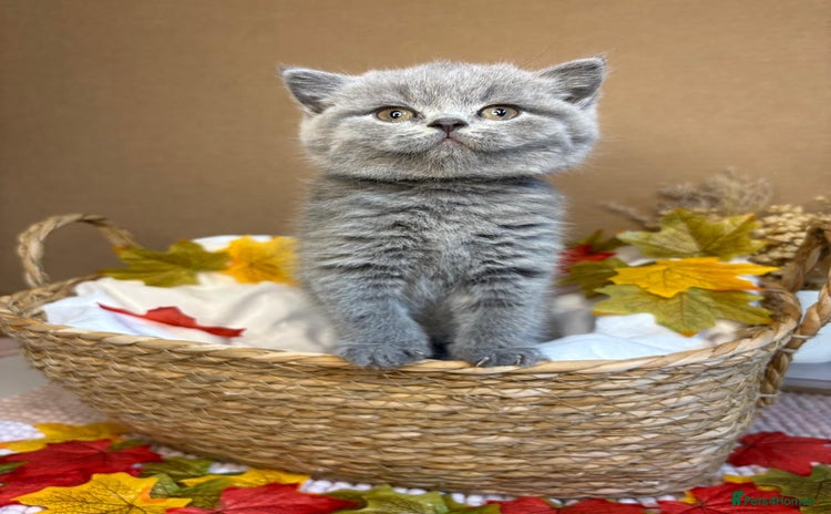 British Shorthair cats - Advert 8