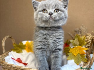 British Shorthair cats - Advert 14