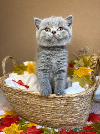 British Shorthair cats - Advert 3
