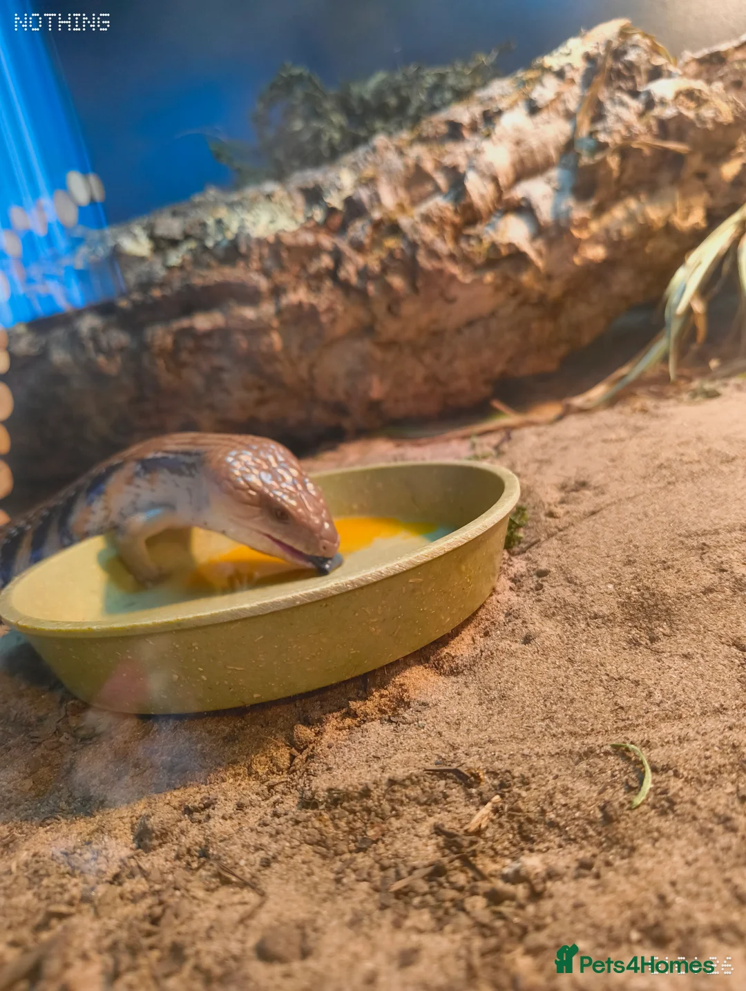 Skink reptiles for sale: Blue tongue skink  with 4x2x2 set up  in Stoke-on-Trent - Advert 5