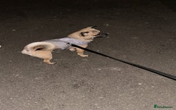 Chug dogs for stud: Handsome boy for stud - Image 4