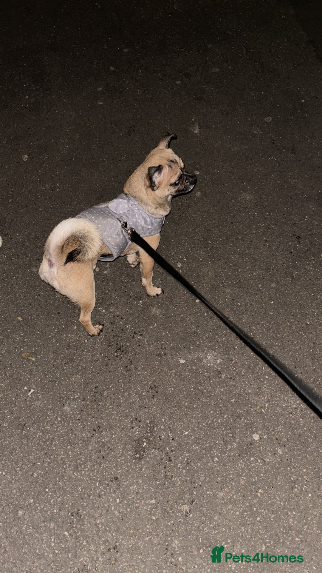 Chug dogs for stud: Handsome boy for stud - Image 4