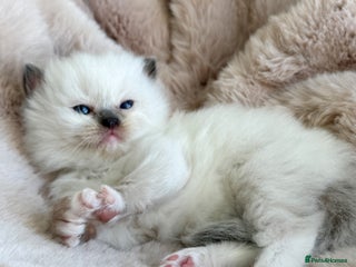 Ragdoll cats ✨ 4 Gorgeous Ragdoll Kittens ✨ - Advert 16