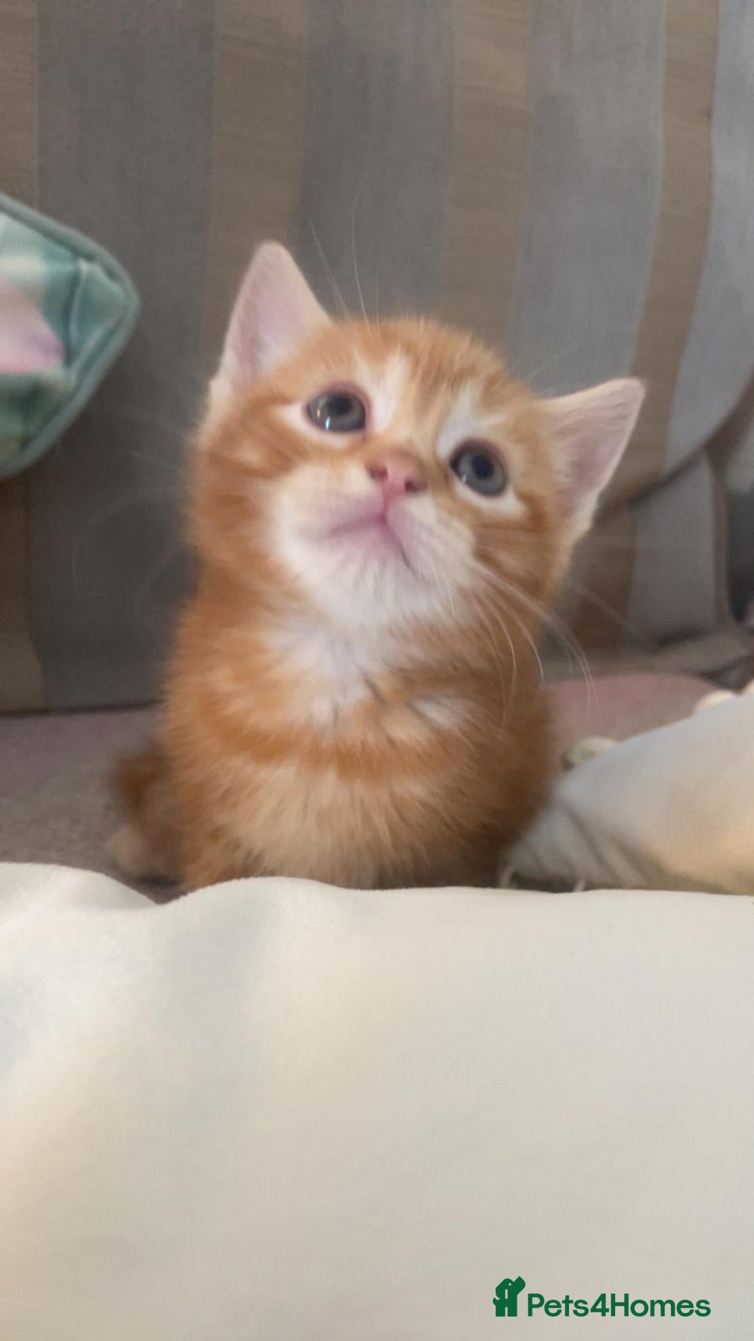 Mixed Breed cats for sale: Mixed Himalayan - Image 1