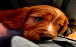 Mixed Breed dogs for sale: Cockapoo/Cavapoo Mix Puppies Available 10 Nov 25 - Image 15