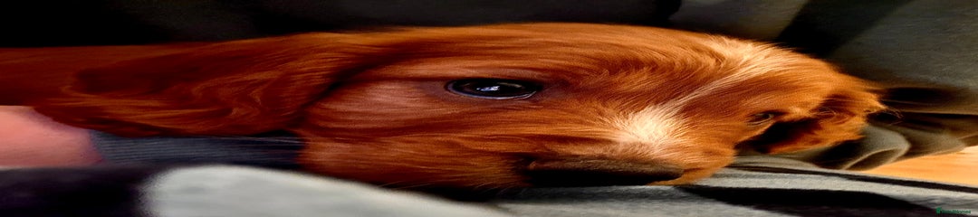 Cockerpoo/Cavapoo - Miss Mango 🧡