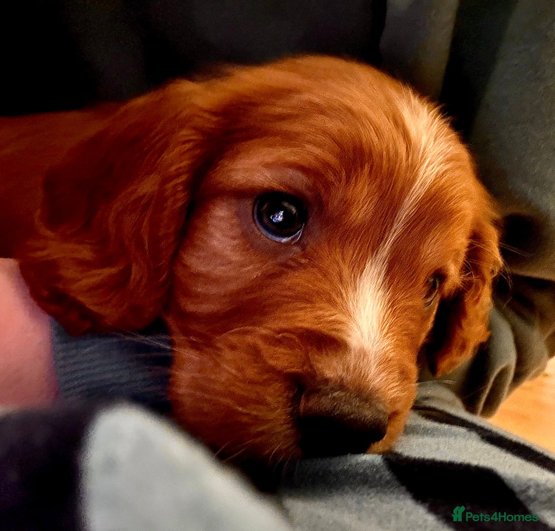 Mixed Breed dogs for sale: Cockapoo/Cavapoo Mix Puppies Available 10 Nov 25 - Image 15