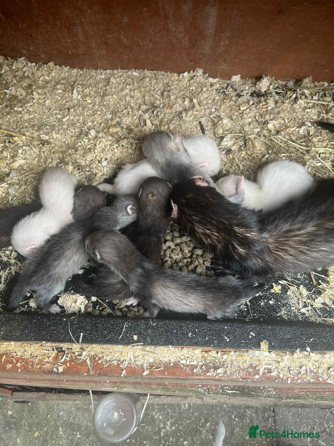 Ferret rodents for sale: Ferret kits  - Image 4