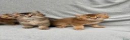 British Shorthair cats for sale: Pedigree golden kittens - black golden & chocolate - Advert 6