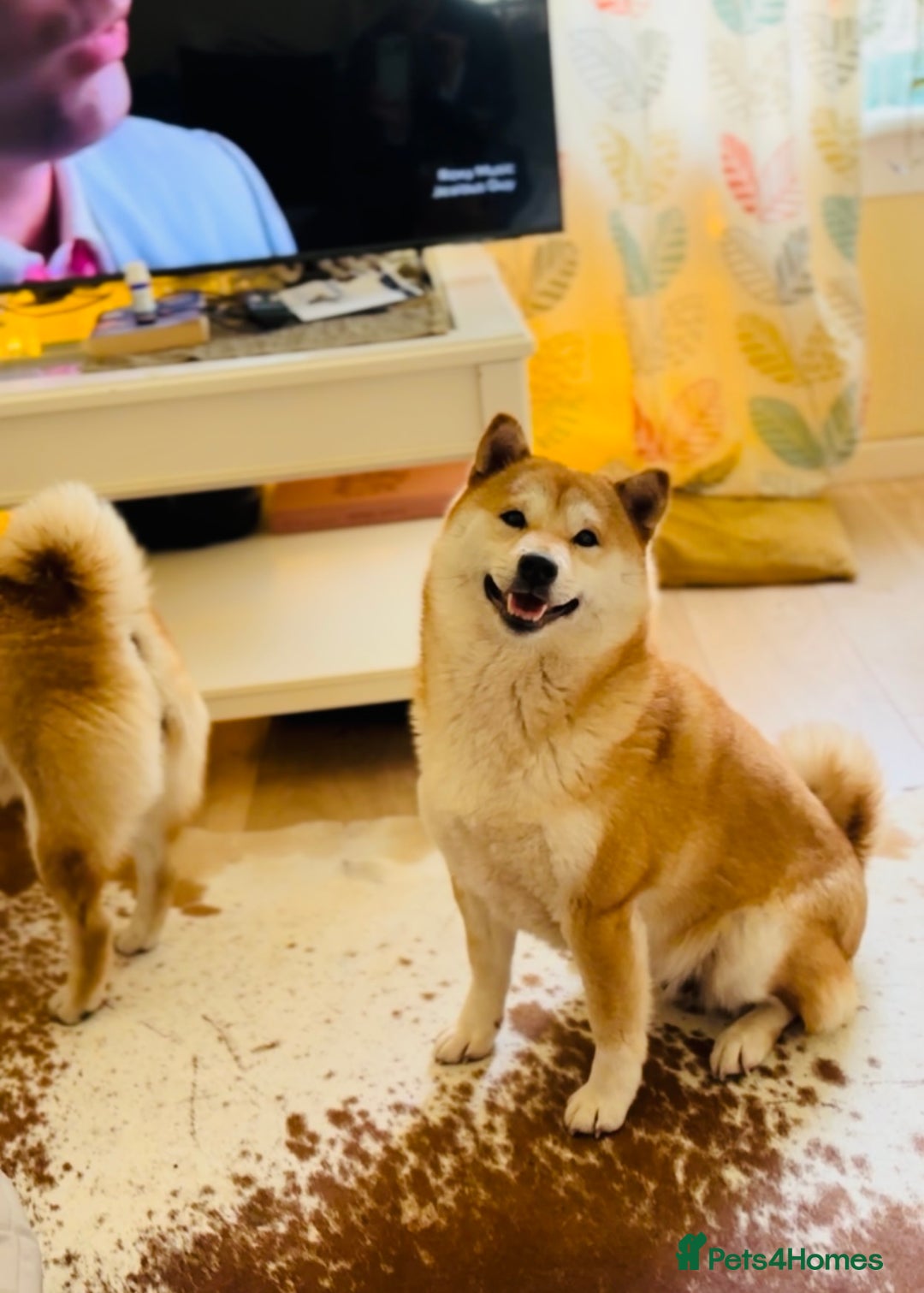 Japanese Shiba Inu dogs for sale: 10 weeks old KC Black/Tan Boy 💖 - Advert 14