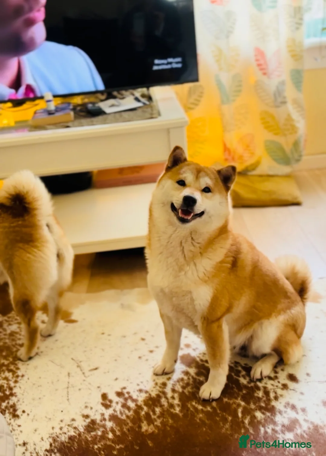 Japanese Shiba Inu dogs for sale: 10 weeks old KC Black/Tan Boy 💖 - Advert 20