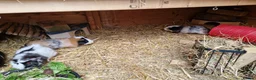 Guinea Pig rodents for sale: 6x female guinea pigs  - Advert 11