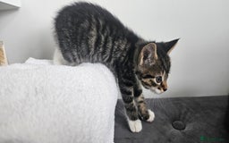 Mixed Breed cats for sale: Beautiful friendly kitties 💖 ready for homes 💕 - Image 18