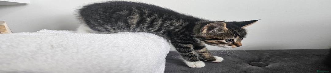Boy Tabby Kitten 😸 