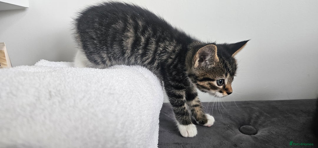 Mixed Breed cats for sale: Beautiful friendly kitties 💖 ready for homes 💕 - Image 18