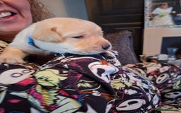 Labrador Retriever dogs for sale: Labrador puppies - Image 1