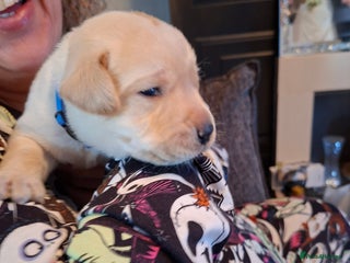 Labrador Retriever dogs - Advert 36