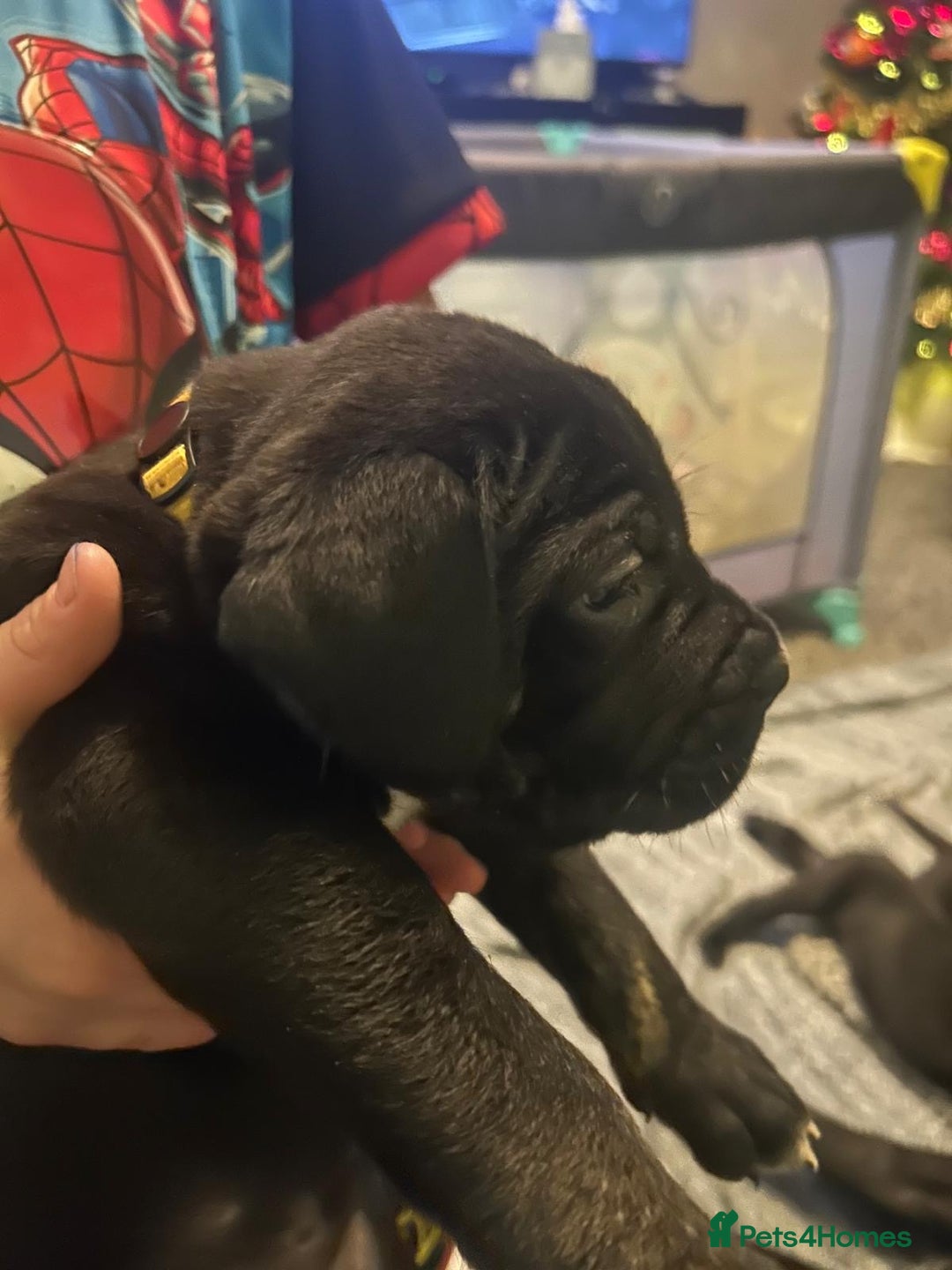 Cane Corso dogs for sale: Full Cane Corso Puppies x5 girls x5 Boys - Advert 17
