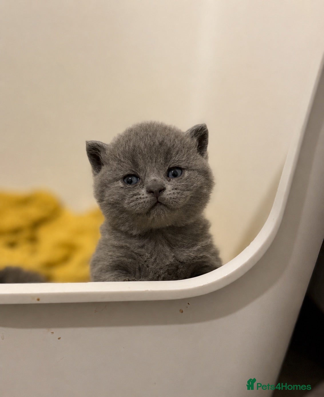 British Shorthair cats British shorthair kittens💛 - Advert 2