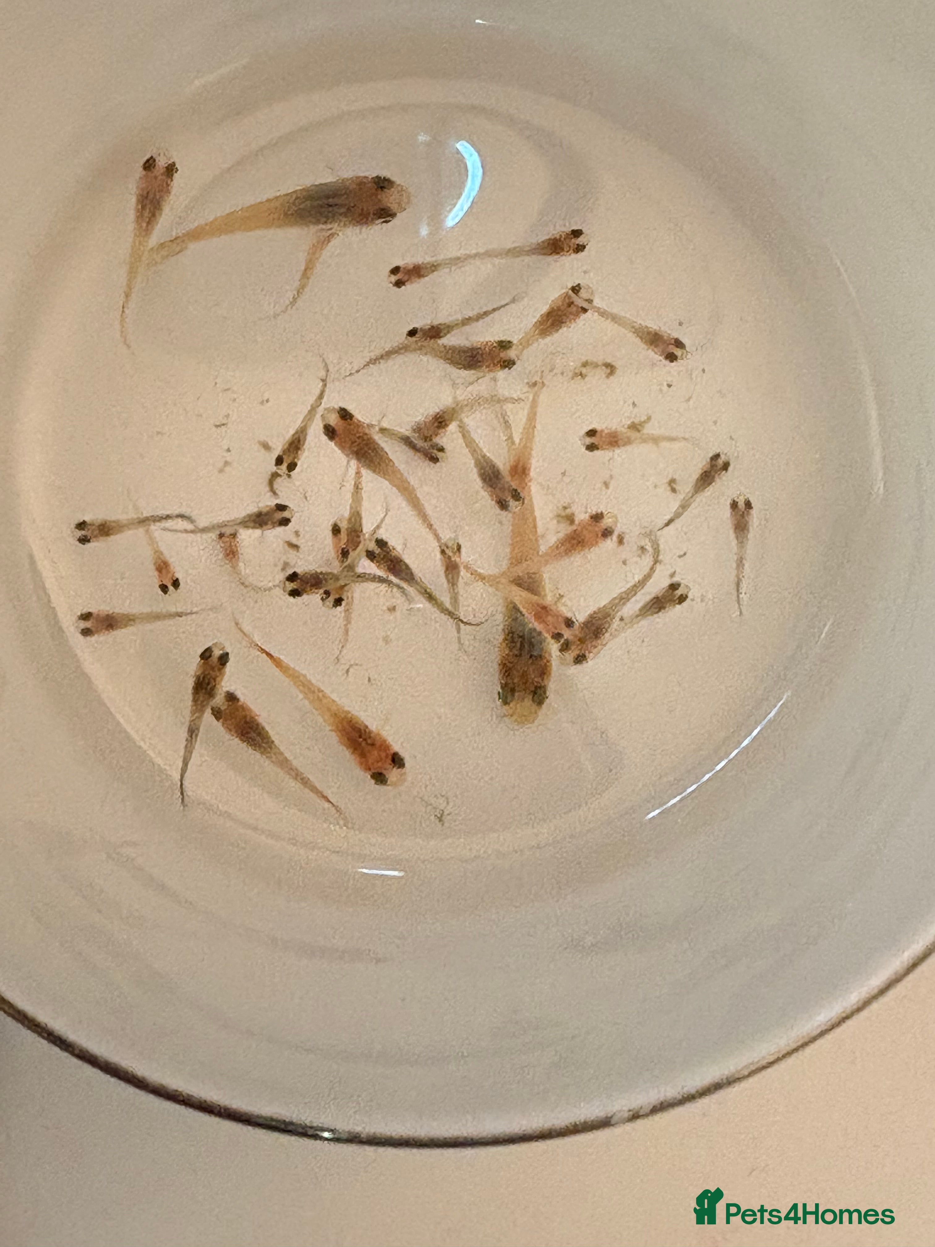 Other/Mixed Breed fish Healthy Guppy Fry-Mixed Colours - Advert 2