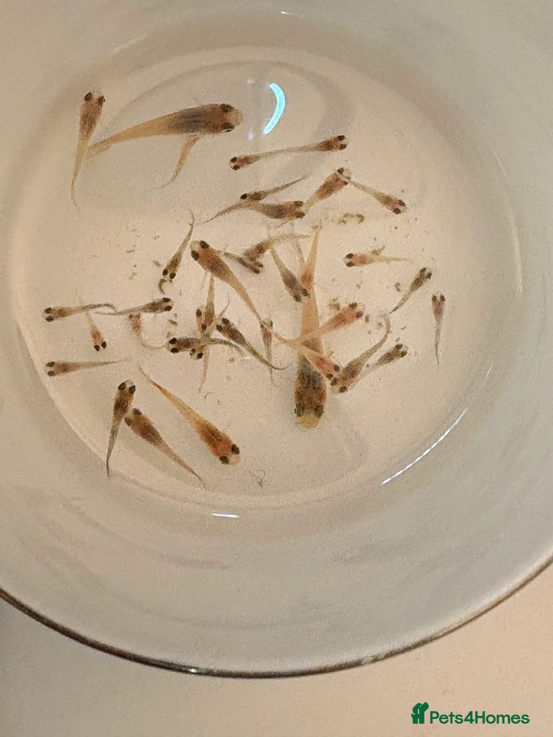 Other/Mixed Breed fish for sale: Healthy Guppy Fry-Mixed Colours - Advert 1