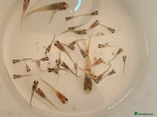 Other/Mixed Breed fish Healthy Guppy Fry-Mixed Colours - Advert 2