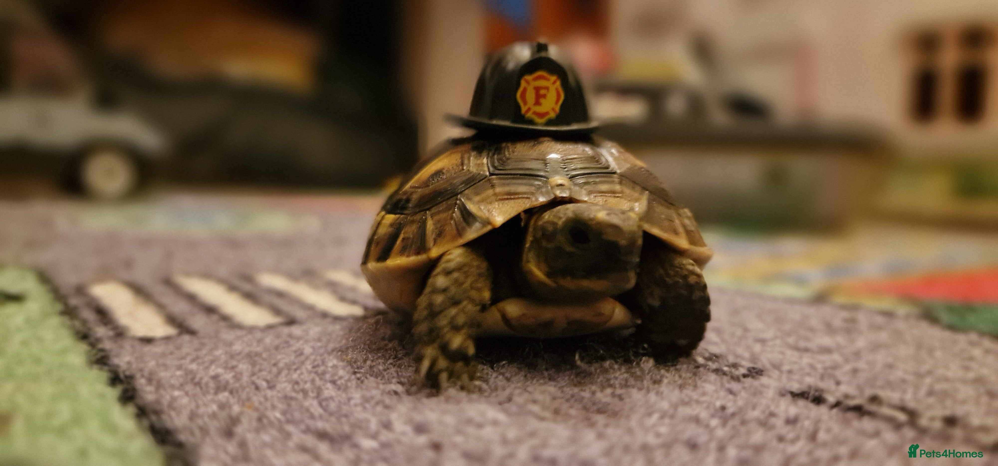 Tortoise reptiles Spur thighed tortoise  - Advert 1