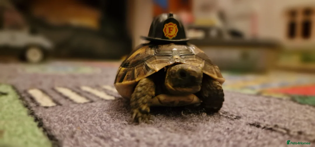 Tortoise reptiles for sale: Spur thighed tortoise  - Advert 1