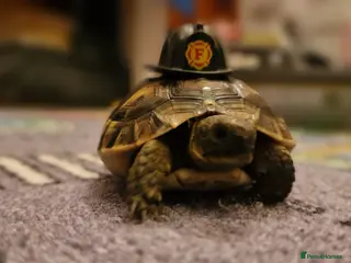 Tortoise reptiles Spur thighed tortoise - Advert 4