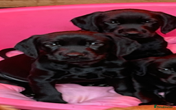Cockerdor dogs for sale: 2 Beautiful black boy cockerdour puppies  - Image 1
