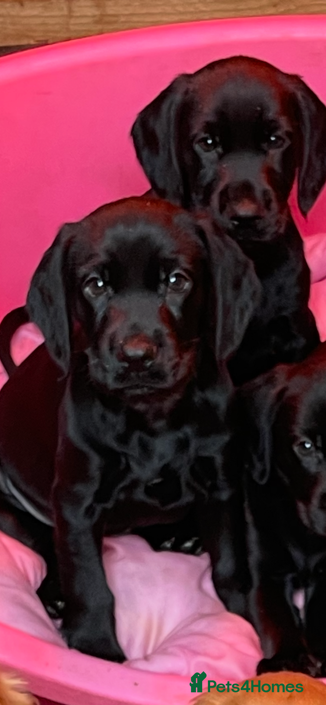 Cockerdor dogs for sale: 2 Beautiful black boy cockerdour puppies  - Image 1