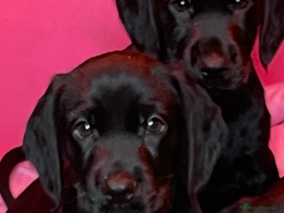 Cockerdor dogs - Advert 33