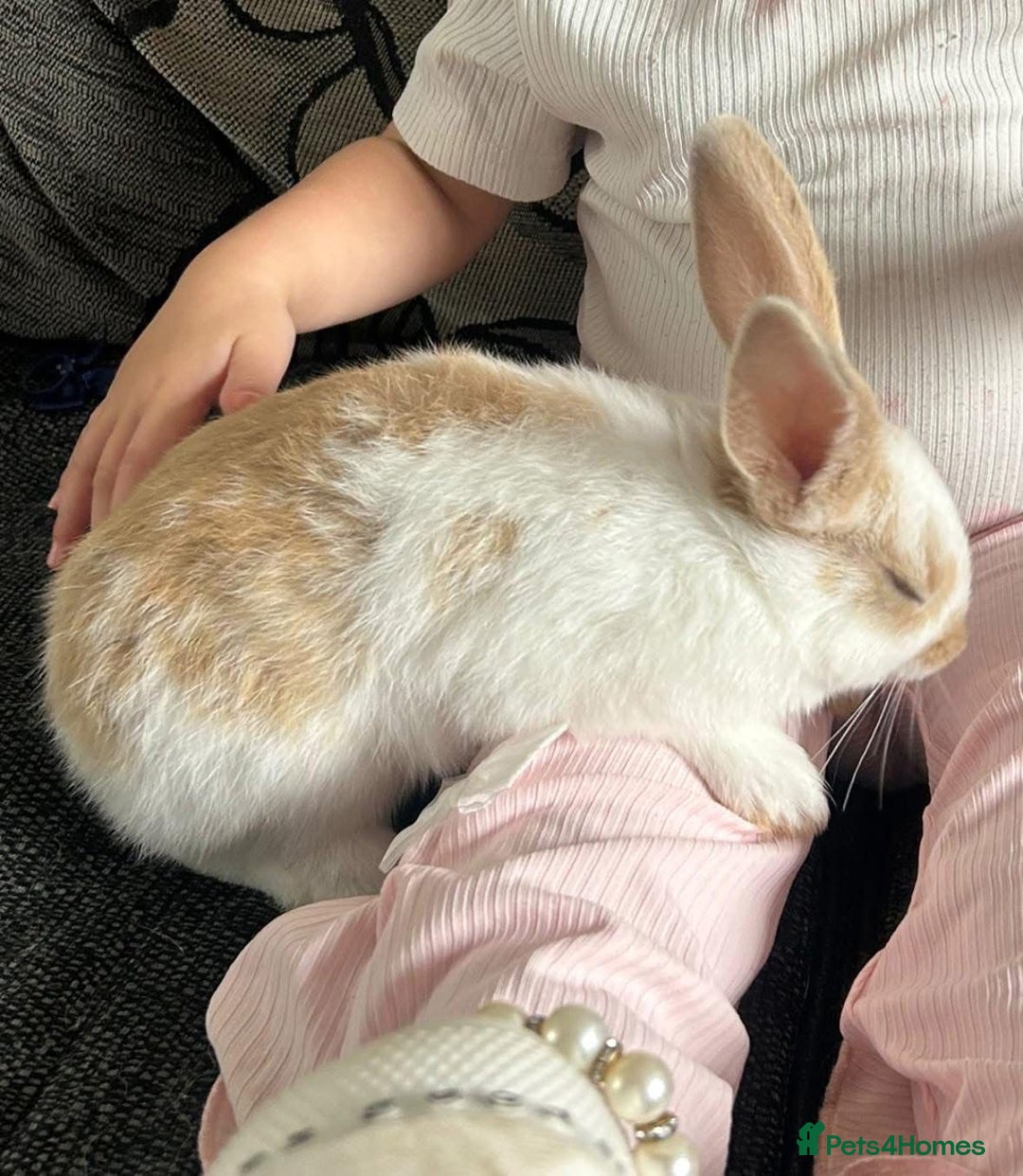 Rex rabbits for sale: X2 sisters beautiful handreared indoor pets - Advert 4