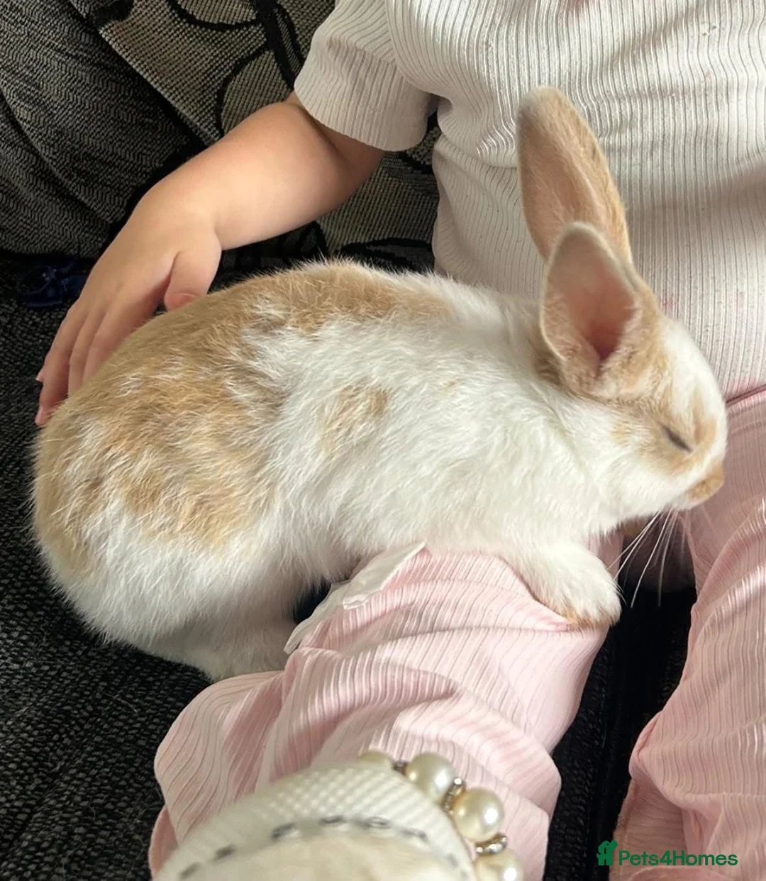 Rex rabbits for sale: X2 sisters beautiful handreared indoor pets - Advert 4