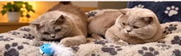 British Shorthair cats for sale: Beautiful Bsh kitten - Advert 14