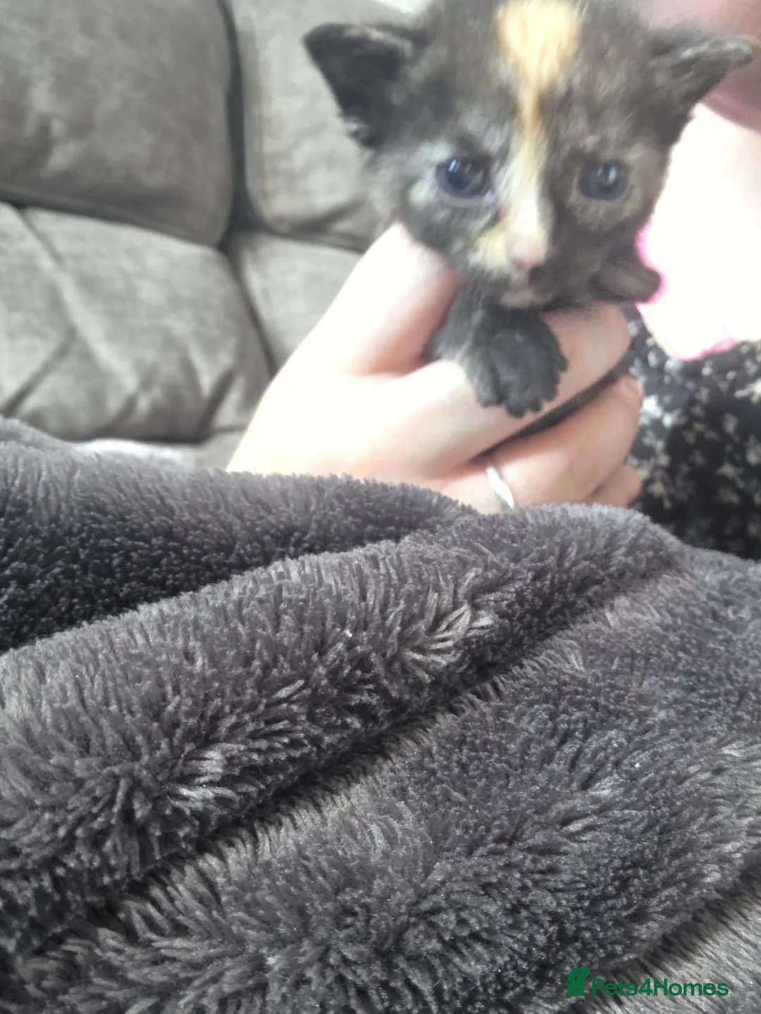 Mixed Breed cats for sale: Mixed breed kittens  - Advert 2
