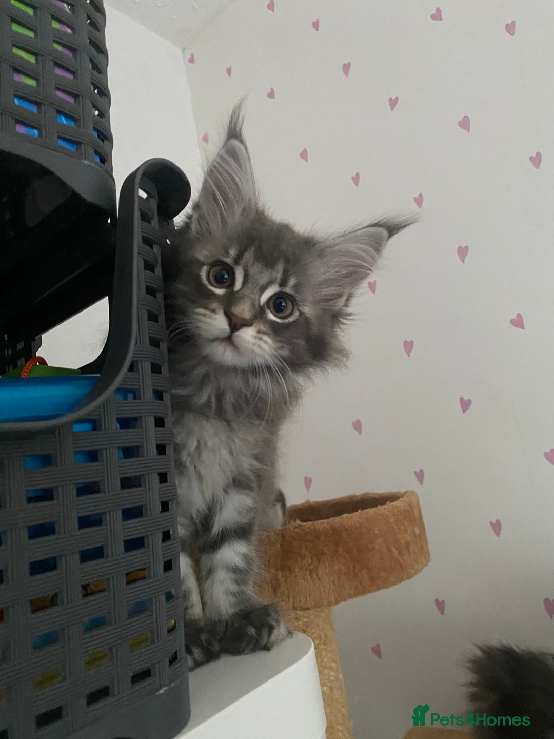 Maine Coon cats for sale: Maine Coon Kittens Ready for Their Forever Homes - Image 7