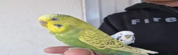 Budgerigars birds for sale: Super silly hand tamed Budgies  - Advert 20