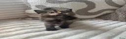 Ragcoon cats for sale: Gorgeous Mainecoon x ragdoll babies  - Advert 25