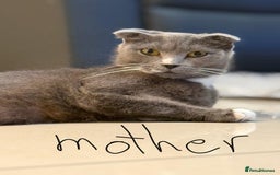 Scottish Fold cats for sale: Scottish fold kittens - Image 15