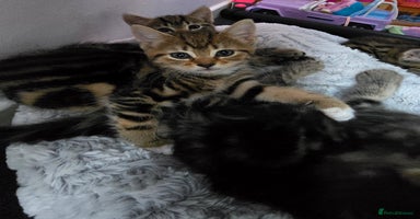 Mixed Breed cats - Advert 16