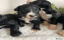 Bernedoodle dogs for sale: STUNNING DNA CLEAR F1 BERNEDOODLES - Image 7
