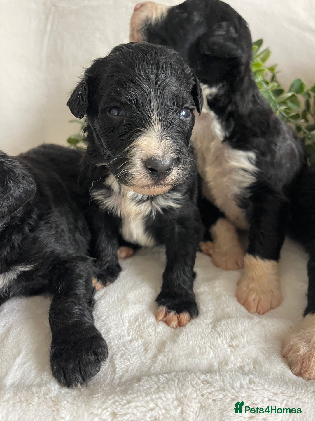 Bernedoodle dogs for sale: STUNNING DNA CLEAR F1 BERNEDOODLES - Image 7