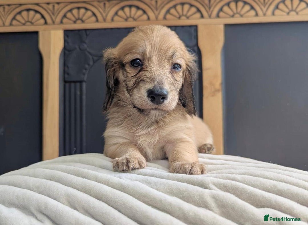 Dachshund dogs for sale: Long haired miniature Dachshunds  - Image 34