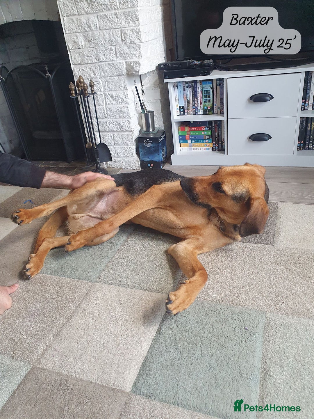 Mixed Breed dogs for adoption: Baxter, 5 yrs old boy. Available for adoption. - Image 25