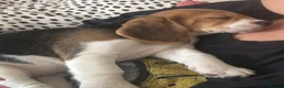 Beagle dogs for sale: 11 week, Beautiful beagle girl, available now  - Advert 7