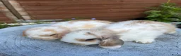 Mini Lop rabbits for sale: Gorgeous mini lops  - Advert 4
