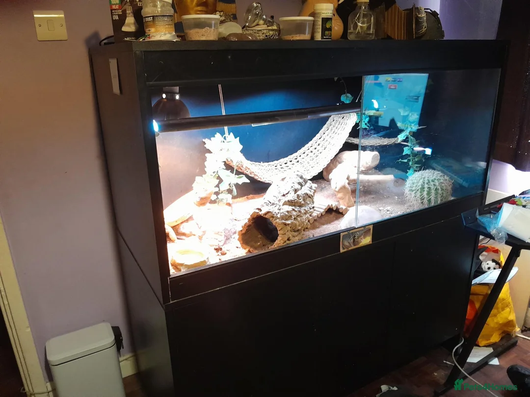 Bearded Dragon reptiles for sale: Friendly Adult Bearded Dragon with Vivarium - Advert 2