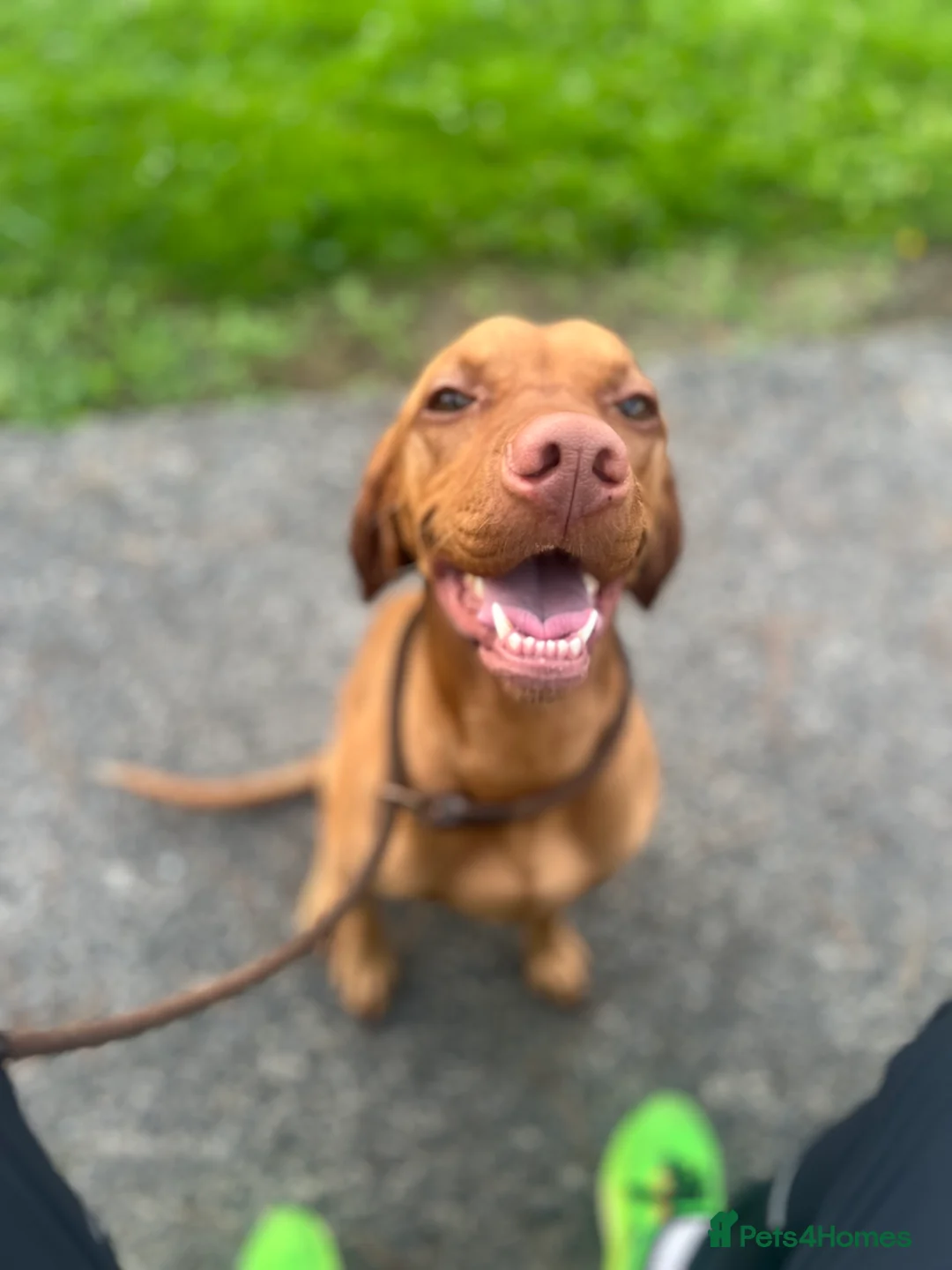 Hungarian Vizsla dogs for stud:   *Proven Stud* Son of Hungarian Grand Champion - Advert 12